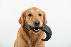 Corno di Bufalo da Masticare per Cane – 100% Naturale