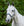 Licol de Pansage Horseware®