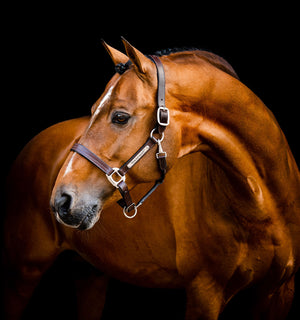Licol en Cuir Horseware® Signature