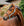 Licol de Concours Horseware® Signature
