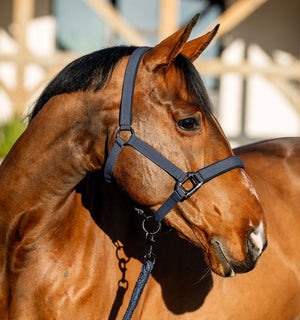 Ensemble Licol et Longe Amigo® Horseware