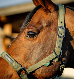 Ensemble Licol et Longe Amigo® Horseware