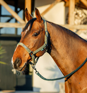 Ensemble Licol et Longe Amigo® Horseware