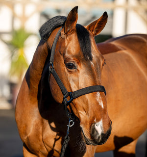 Ensemble Licol et Longe Amigo® Horseware