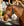 Ensemble Licol et Longe Amigo® Horseware