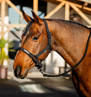 Ensemble Licol et Longe Amigo® Horseware