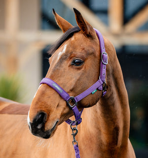 Ensemble Licol et Longe Amigo® Horseware