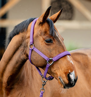 Ensemble Licol et Longe Amigo® Horseware