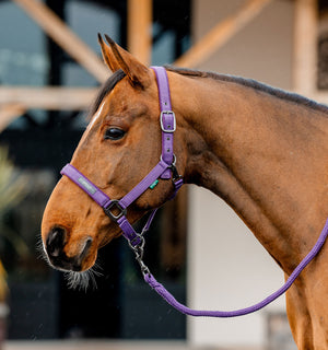 Ensemble Licol et Longe Amigo® Horseware