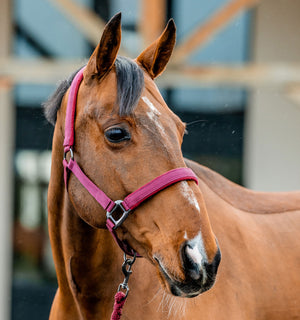Ensemble Licol et Longe Amigo® Horseware