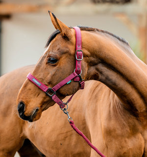 Ensemble Licol et Longe Amigo® Horseware