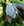 Masque Anti-mouches Amigo® Horseware