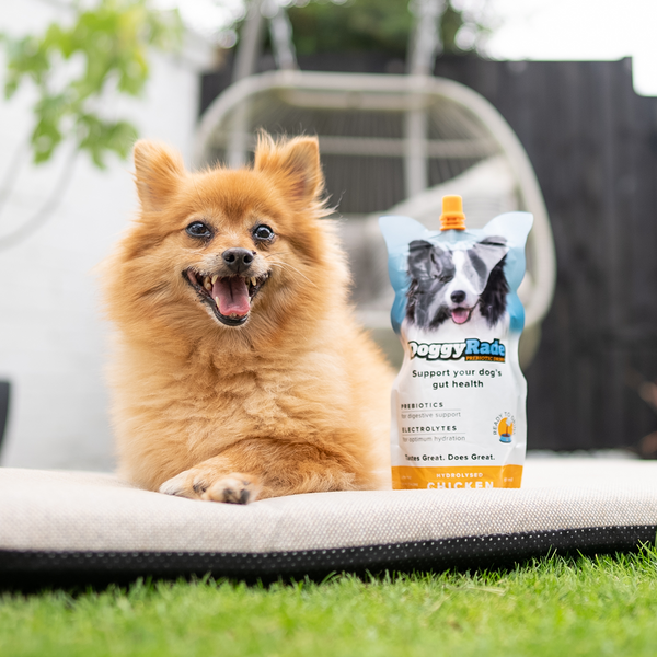 Prebiotic chicken for dogs - Doggyrade