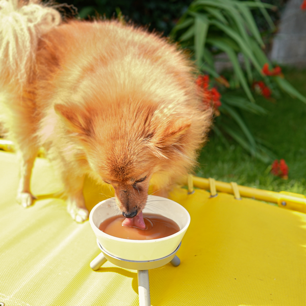 Prebiotic Chicken Drink for Dogs - Doggyrade