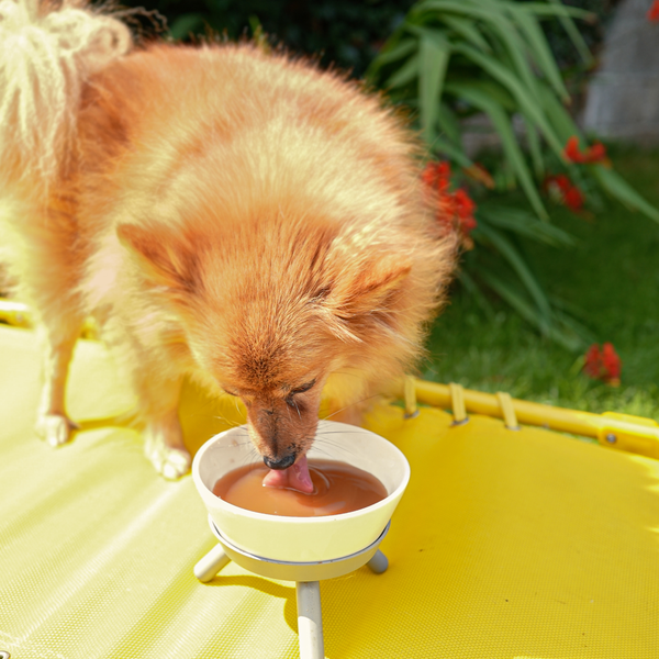 Präbiotisches Hühnchen für Hunde - Hündchen