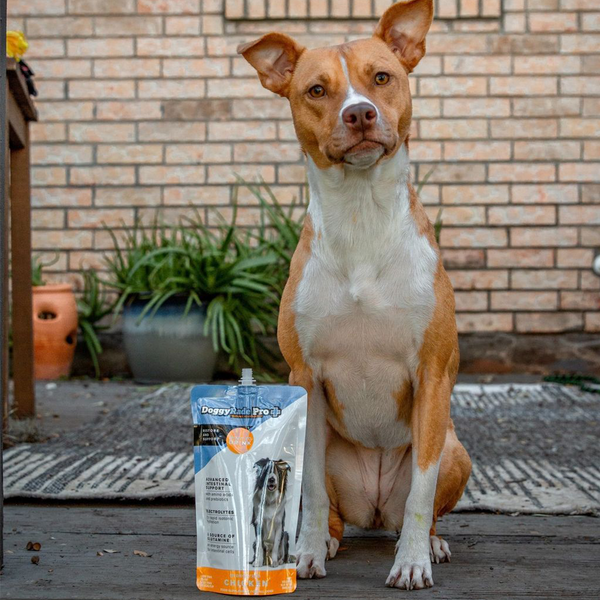 Advanced intestinal support drink for dogs - Doggyrade Pro +