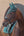 Cheval de profil portant un équipement de dressage turquoise, comprenant un bonnet anti-mouches à oreilles, une bride noire et une selle assortie.