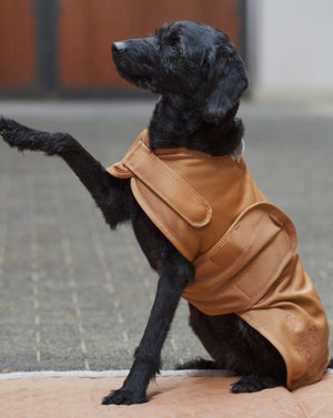 Manteau pour chien Eskadron Platinum 23 coloris Cognac porté par un chien noir | Sellerie Bucéphale