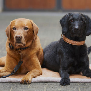 Collier et laisse pour chien Eskadron Platinum 23  | Sellerie Bucéphale