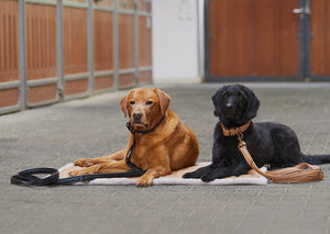 Collier et laisse pour chien Eskadron Platinum 23 portés par les chiens | Sellerie Bucéphale