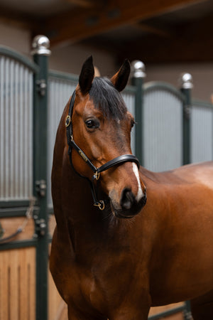 Leather halter ELEGANCE Eskadron CORE