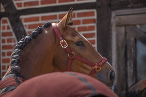 Licol Sparkle Double Pin – Eskadron Heritage 2026/27