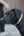 Collier pour chien SPARK HUNTER x Eskadron — en situation