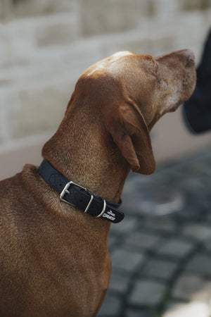 Collier pour chien SPARK HUNTER x Eskadron — en situation