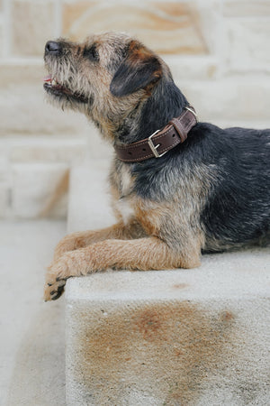 Collier en cuir pour chien CRAFT HUNTER x Eskadron — en situation