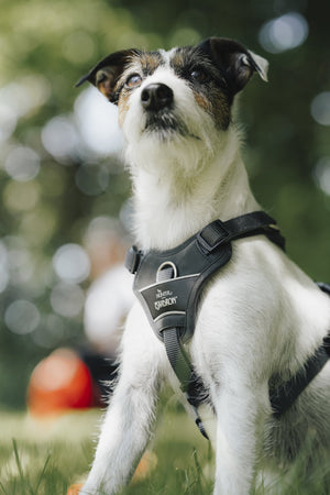 Harnais réfléchissant pour chien MOTION REFLECT HUNTER x Eskadron — en situation