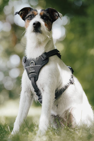 Harnais réfléchissant pour chien MOTION REFLECT HUNTER x Eskadron — en situation