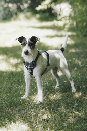 Harnais réfléchissant pour chien MOTION REFLECT HUNTER x Eskadron — en situation