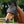 Woof Wear – Masque anti-mouches Field Relief Midi avec oreilles Equilibrium Black | Sellerie Bucéphale