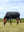 Couverture Arika Storm-Tek LeMieux noir vue 4