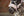 Licol Faux-Fur Double Pin Eskadron Core en situation