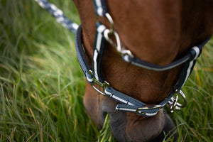 Licol Pin Buckle Basics Eskadron en situation