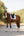 Tapis de selle Eskadron Pro Soft Core en situation