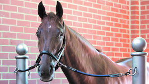 Longe elastica LeMieux