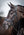 Bridon de dressage classique LeMieux Kudos noir en piste