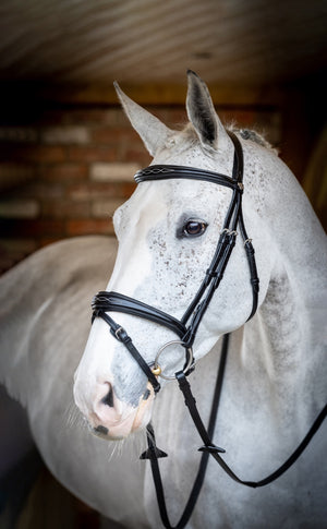 Bridon flash de concours LeMieux Kudos noir sur le cheval