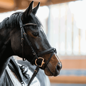  Mors Sprenger Dynamic RS Sensogan sur le cheval | Sellerie Bucéphale