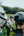 Casque AirDuo Abus Pikeur