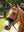 IT03684_lifestyle_simuwoolnosebandcover_black_1