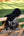 IT03700_lifestyle_simuwoolseatsaver_black_2