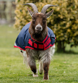 Manteau pour Chèvre Horseware® 0g