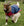 Manteau pour Chèvre Horseware® 0g