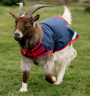 Manteau pour Chèvre Horseware® 0g
