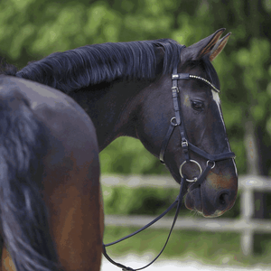 Mors droit Flex Control 18 mm Sprenger sur le cheval | Sellerie Bucéphale