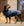 Manteau pour Chien Horseware® Signature 200g