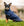 Cappotto impermeabile per cani Signature <tc>Horseware</tc>